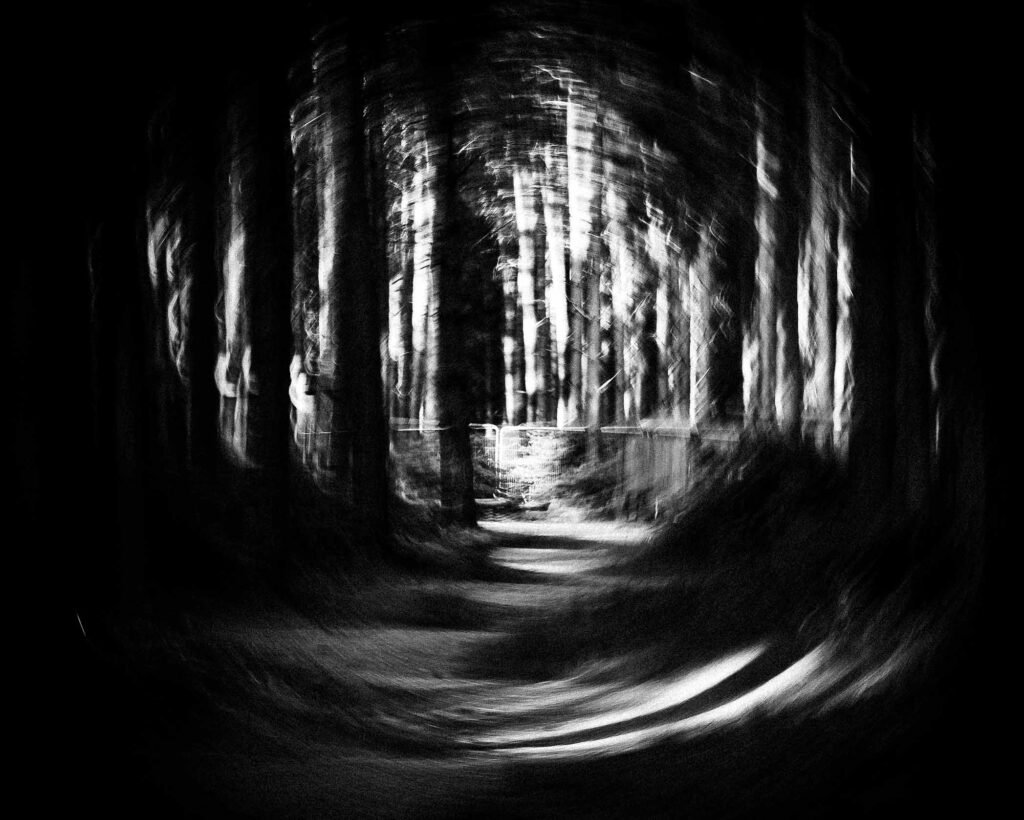 deep in the forest deep in the forest