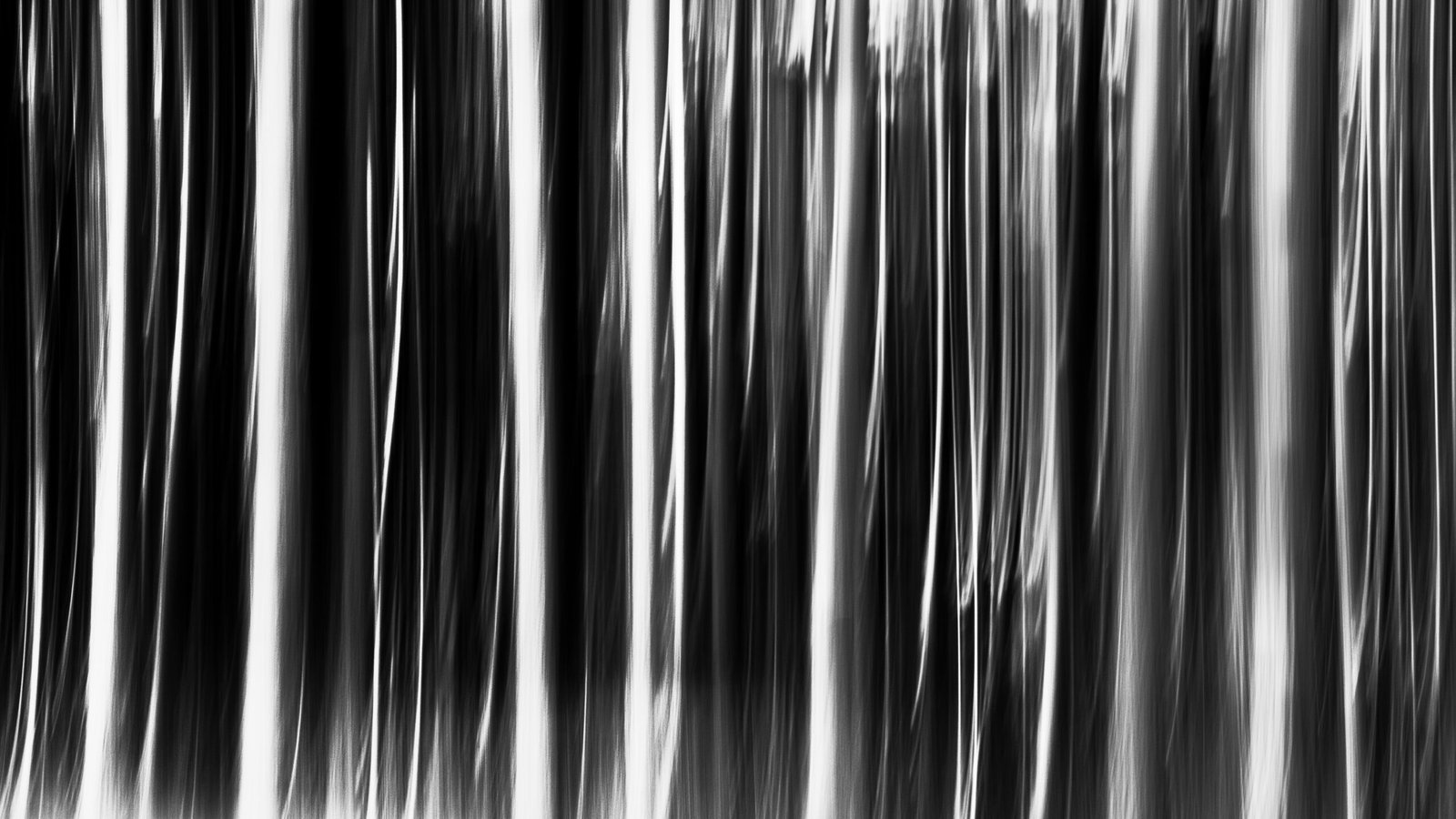 silver trees silver trees